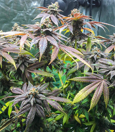 Dozy Breath fem (AlphaFem Seeds) семена конопли