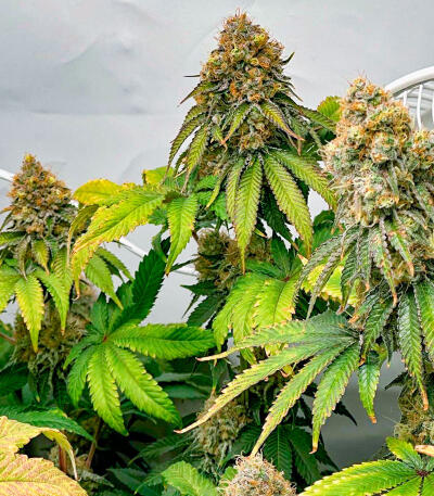 The White Fire OG fem (Seedkeepers) семена конопли