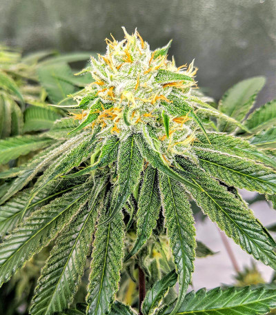 Banana Sapphire fem (Humboldt Seed Organization) семена конопли