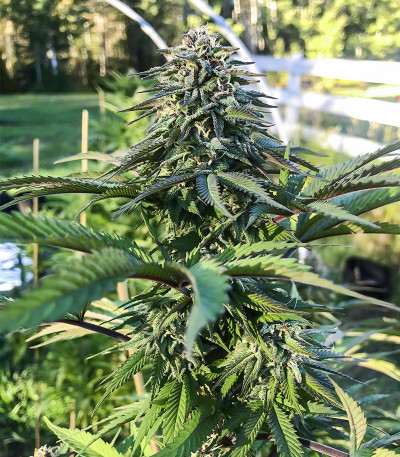 Lord Kush fem (Delicious Seeds) семена конопли