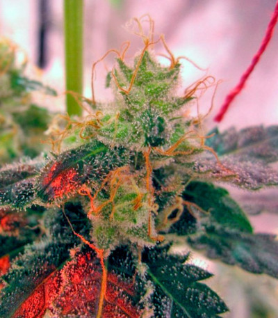 Jack 47 fem (Sweet Seeds) семена конопли