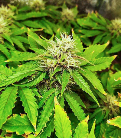 Punch Gelato #33 Auto fem (Cali Buds Seeds) семена конопли