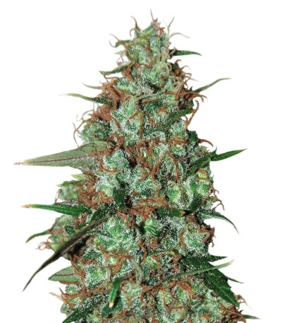 Wild Thailand Ryder Auto fem (World of Seeds) семена конопли
