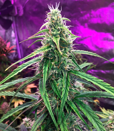 Fruit Punch Auto fem семена конопли