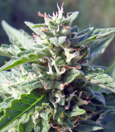 Buddha Deimos auto fem семена конопли