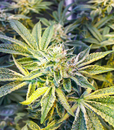 Fruit Gum fem (UKHTA420) семена конопли