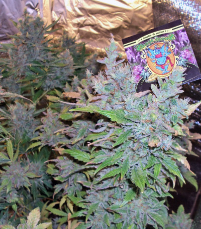 Jack 47 Auto fem (Sweet Seeds) семена конопли