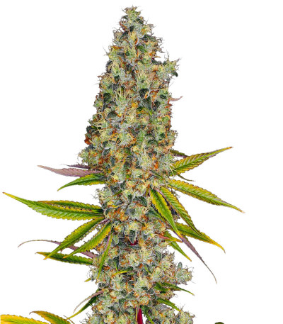 Rainbow Road fem (Paradise Seeds) семена конопли