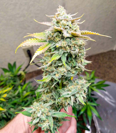 Watermelon OG fem (Advanced Seeds) семена конопли
