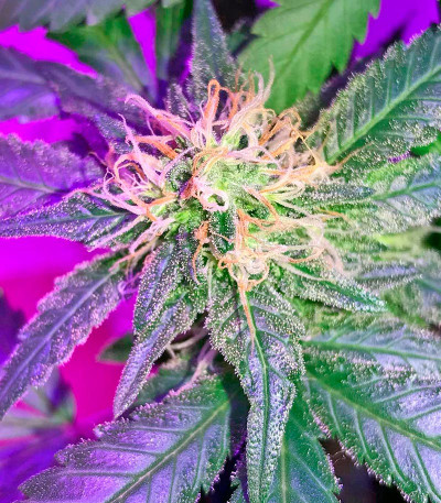 White Widow reg (Nirvana Seeds) семена конопли