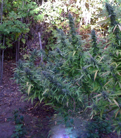 Easy Sativa fem (Female Seeds) семена конопли