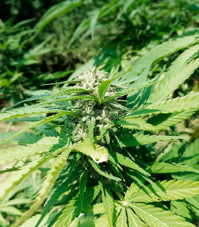 Eleven Roses Early Version fem (Delicious Seeds) семена конопли