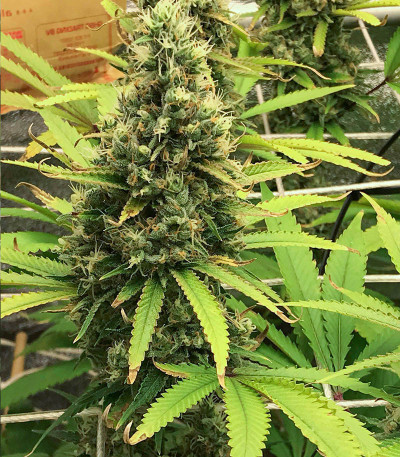 Godzilla Original Glue GG#4 fem (Herbies Seeds) семена конопли