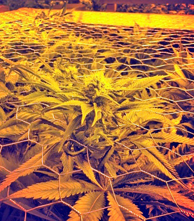 Dr. Greenthumb’s Em-Dog by B-Real fem семена конопли