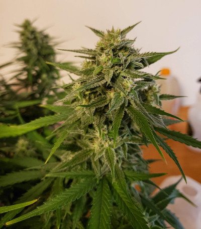 West Coast O.G. Auto fem (FastBuds) семена конопли