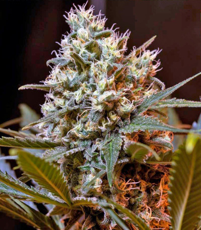 Green Poison F1 Fast Version fem (Sweet Seeds) семена конопли