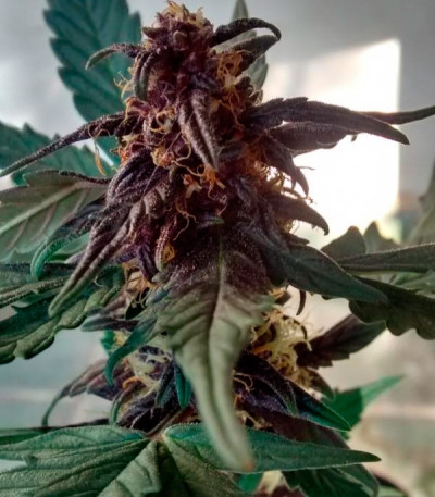 Auto Dark Purple fem (Delicious Seeds) семена конопли