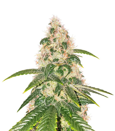 Amnesia Haze fem (Anaconda Seeds) семена конопли