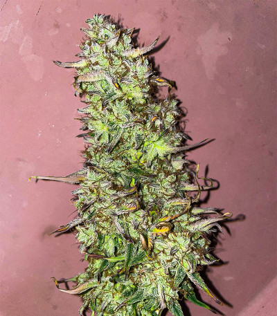 Apollo F1 Auto fem (RQS) семена конопли
