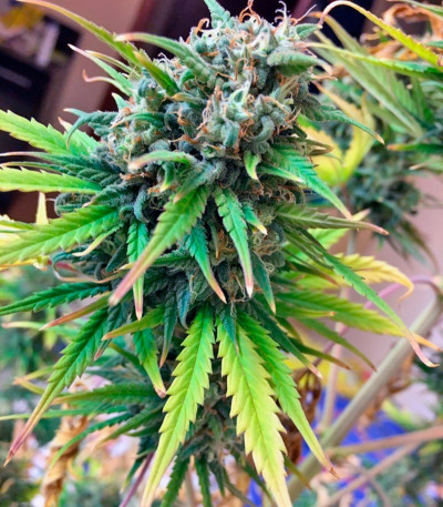 Сорт конопли Exodus Cheese Auto