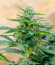 Auto CBD-Victory fem (Dutch Passion) семена конопли