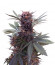 Babushka Black Auto (Kalashnikov Seeds) семена конопли