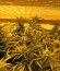 Dr. Greenthumb’s Em-Dog by B-Real fem семена конопли