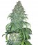 Купить семена марихуаны Super Bud