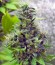 White Widow fem (Green House Seeds) семена конопли