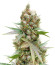 Banana Sapphire fem (Humboldt Seed Organization) семена конопли