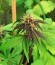 Blackberry auto fem (FastBuds) семена конопли