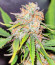 Kalashnikov Express fem (Kalashnikov Seeds) семена конопли