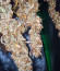 HulkBerry Automatic fem (RQS) семена конопли
