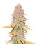 Gelato 242 fem семена конопли
