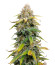 Leisure Zoot Larry fem (Dr. Krippling Seeds) семена конопли