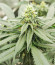 Mimosa Evo fem (Barneys Farm) семена конопли