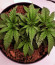 Purple Punch fem (Barney's Farm) семена конопли