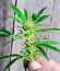 Deepforest Super Auto fem (Doctor’s Choice) семена конопли