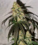 Gary Payton fem (Barney's Farm) семена конопли
