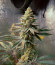 Poddy Mouth fem (Humboldt Seed Company) семена конопли