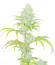 Wedding Cake fem (Barney's Farm) семена конопли