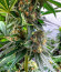 King's Juice(Green House Seeds) семена конопли
