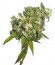 Biddy Early reg (Serious Seeds) семена конопли