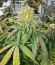 Dozy Doz fem (AlphaFem Seeds) семена конопли