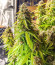 Gorilla Glue Auto fem семена конопли