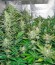 White Russian fem (Serious Seeds) семена конопли