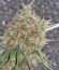 Arjan's Strawberry Haze fem семена конопли