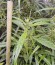 Семена конопли Arjan's Ultra Haze #1