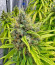Lemon Drizzle fem (Barney's Farm) семена конопли