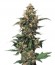 Купить семена конопли Strawberry Cough шишки